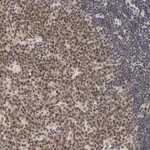 Merck Anti-EP300 antibody produced in rabbit