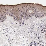 Merck Anti-FAM109B antibody produced in rabbit