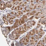 Merck Anti-FBXO8 antibody produced in rabbit