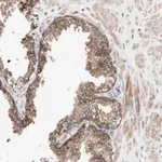 Merck Anti-FAAH antibody produced in rabbit