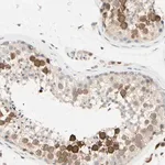 Merck Anti-PTTG1 antibody produced in rabbit
