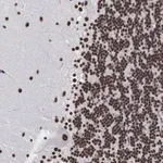 Merck Anti-ACIN1 antibody produced in rabbit