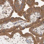 Merck Anti-NECTIN3 antibody produced in rabbit
