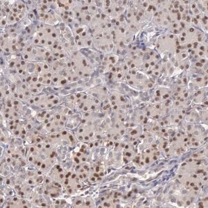 Merck Anti-GRK3 antibody produced in rabbit