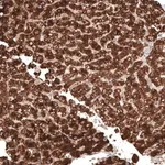 Merck Anti-ACOT4 antibody produced in rabbit