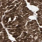 Merck Anti-AGBL2 antibody produced in rabbit