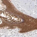Merck Anti-TNRC6B antibody produced in rabbit