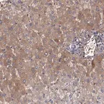 Merck Anti-A2M antibody produced in rabbit