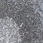 Merck Anti-FER antibody produced in rabbit
