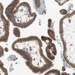 Merck Anti-ADAMTSL4 antibody produced in rabbit