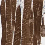 Merck Anti-TPM3 antibody produced in rabbit