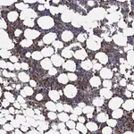 Merck Anti-FES antibody produced in rabbit