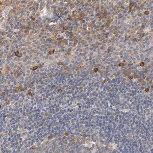 Merck Anti-TNFSF13 antibody produced in rabbit