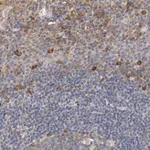 Merck Anti-TNFSF13 antibody produced in rabbit