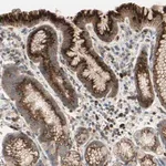 Merck Anti-GALNT5 antibody produced in rabbit