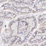 Merck Anti-GAL3ST1 antibody produced in rabbit