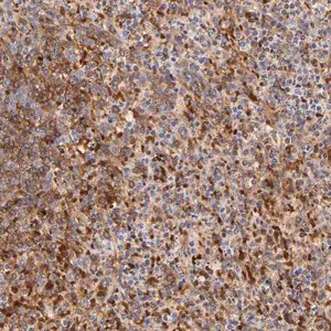 Merck Anti-FRMPD3 antibody produced in rabbit