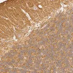 Merck ANTI-RALGAPA1 antibody produced in rabbit