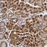 Merck Anti-FRMD7 antibody produced in rabbit