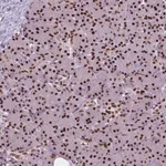 Merck Anti-AKAP8 antibody produced in rabbit