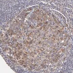 Merck Anti-GCSAM antibody produced in rabbit