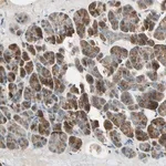 Merck Anti-AKAP9 antibody produced in rabbit