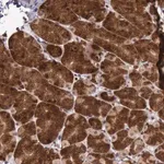 Merck Anti-ARMCX3 antibody produced in rabbit
