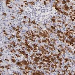 Merck Anti-FAM117B antibody produced in rabbit