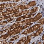 Merck Anti-ALG13 antibody produced in rabbit