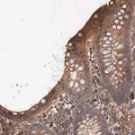 Merck Anti-ARMCX4 antibody produced in rabbit