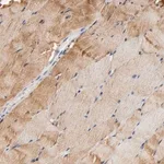 Merck Anti-ALDOA antibody produced in rabbit