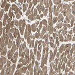 Merck Anti-KANK1 antibody produced in rabbit