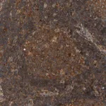 Merck Anti-ANKHD1 antibody produced in rabbit