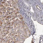 Merck Anti-TRAF1 antibody produced in rabbit