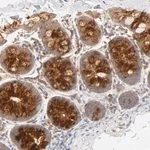 Merck Anti-AP1G2 antibody produced in rabbit