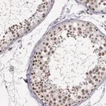 Merck Anti-ARMCX5 antibody produced in rabbit