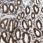 Merck Anti-TRIM25 antibody produced in rabbit