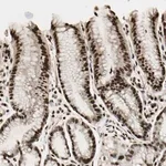 Merck Anti-TSHZ3 antibody produced in rabbit