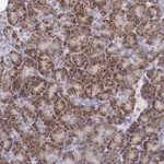 Merck Anti-TRAF3 antibody produced in rabbit