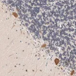 Merck Anti-UBL4A antibody produced in rabbit
