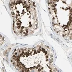 Merck Anti-TULP4 antibody produced in rabbit