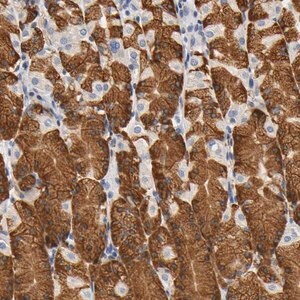 Merck Anti-UCKL1 antibody produced in rabbit