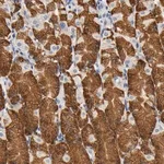 Merck Anti-UCKL1 antibody produced in rabbit