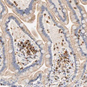 Merck Anti-UCKL1 antibody produced in rabbit