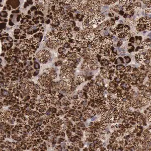 Merck Anti-TXN2 antibody produced in rabbit