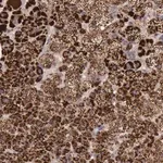 Merck Anti-TXN2 antibody produced in rabbit