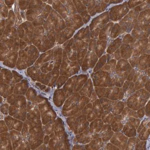 Merck Anti-USP14 antibody produced in rabbit