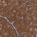 Merck Anti-USP14 antibody produced in rabbit