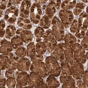 Merck ANTI-ERP44 antibody produced in rabbit
