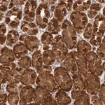 Merck ANTI-ERP44 antibody produced in rabbit